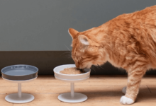 Hypoallergenic Dry Cat Food Eliminates Common Food Triggers