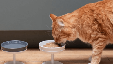 Hypoallergenic Dry Cat Food Eliminates Common Food Triggers