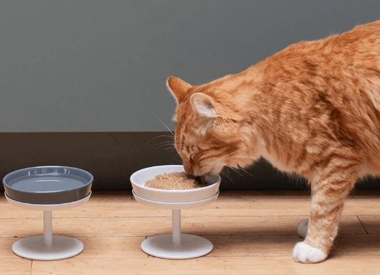 Hypoallergenic Dry Cat Food Eliminates Common Food Triggers